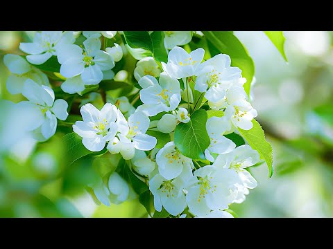 Видео: Расслабляющая музыка для внутреннего покоя и спокойствия 🍀 успокаивает нервную систему и радует д...