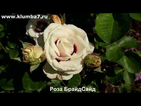 Видео: Розы, мои фавориты, цветение лето 2025.