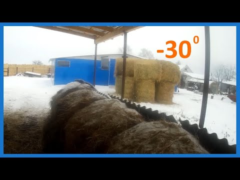 Видео: Коровник из поликарбоната. Сено и первые -30