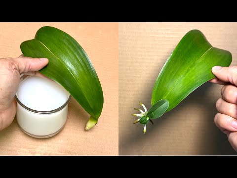 Видео: Эта чудо-вода мгновенно оживит любой лист орхидеи