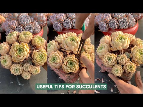 Видео: ПРОСТОЙ уход за суккулентами для начинающих!