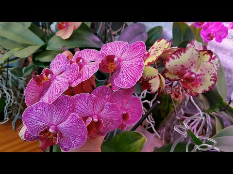 Видео: Орхидеи в зимнем саду. Цветы. Цветоносы НЕ торопятся Многоголовая орхидея. Прошел год.