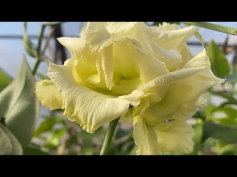 Видео: Выращивание эустомы на семена.