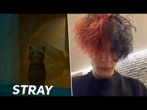 Видео: Брат Курседа играет в Stray #1