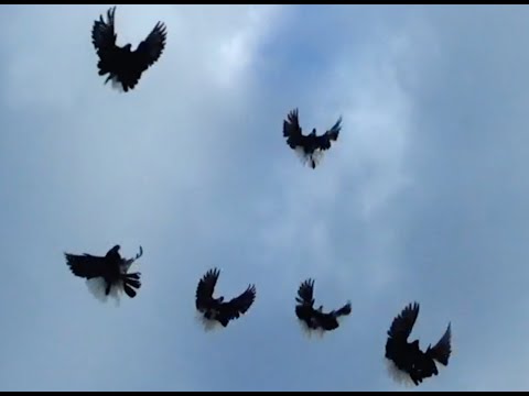 Видео: ПОЛЕТЫ НИКОЛАЕВСКИХ ГОЛУБЕЙ 07.05.2025 ТЕЛЕФОН +380988140345