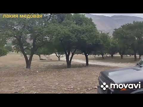 Видео: Качевой сезон в лакии подошло к концу.02.09.25 г.