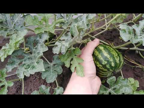 Видео: кривий горбатий кавун нам не треба 🍉🍉🍉🍉🍉🍉