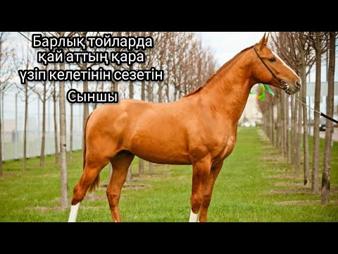 Видео: Дүбірлі тойда аттың бабын білетін Мінайхан сыншы