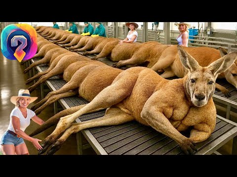 Видео: Как МИЛЛИОНЫ кенгуру обрабатываются — массовая переработка кенгуриного мяса!