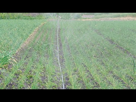 Видео: Поливаєм чеснок. Последствия заморозков.