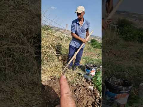 Видео: чормагзи хитоиро аз халта ба замин шинондем. Ҳаво 39 дараҷа  гарм. чиллаи тобистон.