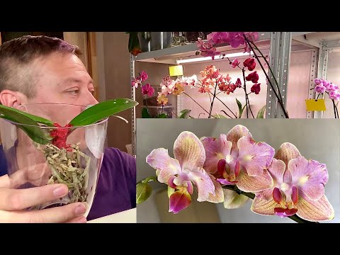 Видео: ОРХИДЕЯ СУИЦИДНИЦА оправдала ЯРЛЫК что осталось от орхидеи БОРЬБА за её ЖИЗНЬ