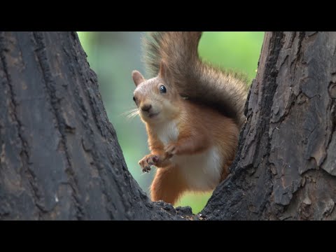Видео: Белка у кормушки. Короткая зарисовка / A squirrel on a feeding trough. A short sketch
