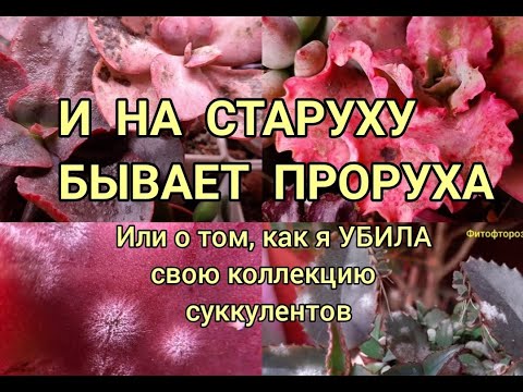 Видео: И на старуху бывает проруха. Гибель коллекции суккулентов.