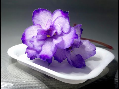 Видео: Фиалки на переукоренении  Что делать с фиалками через 2 года