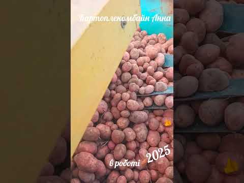 Видео: Картоплекомбайн Анна в роботі 🥔#трактор 