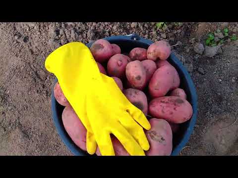 Видео: КАРТОФЕЛЬ КРУПНЫЙ УРОДИЛСЯ В ЭТОТ РАЗ!!!2025 год .