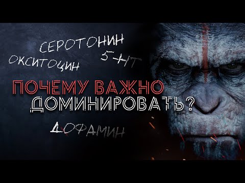 Видео: Социальный статус и гормоны / Почему ты должен Доминировать?