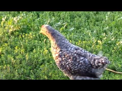 Видео: Вечер моих домашних животных .
