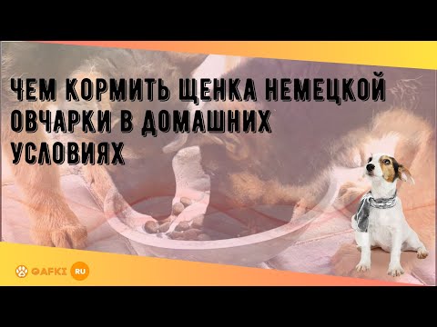 Видео: Чем кормить щенка немецкой овчарки в домашних условиях