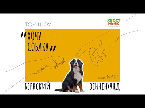 Видео: Ток-шоу «Хочу собаку». Бернский зенненхунд I Кому подходит порода?