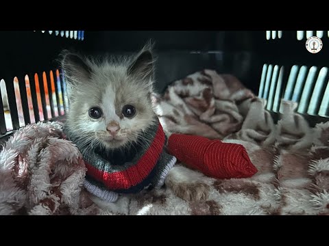 Видео: Никогда не любимая с рождения, котёнок расплакался, когда его обняли в последние дни.