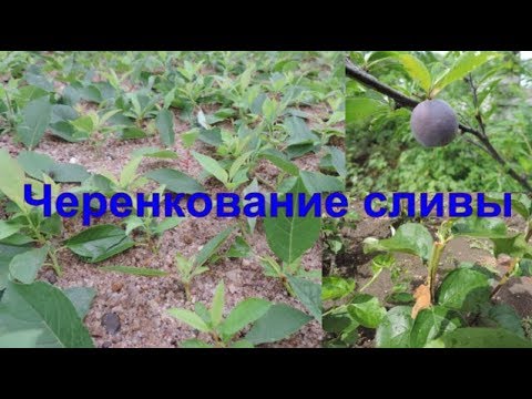 Видео: Зеленое черенкование сливы. Размножение сливы зелеными черенками