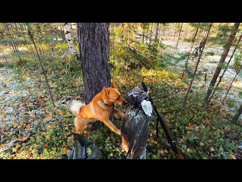 Видео: ОХОТА НА БОРОВУЮ ДИЧЬ С КФЛ. ОСЕНЬ 2024.