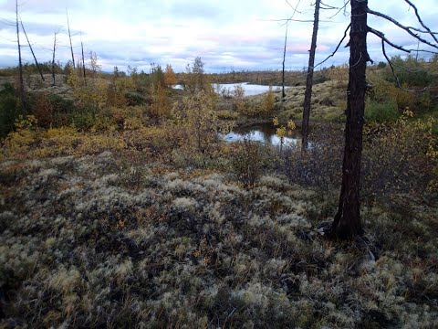 Видео: 2024.09.10. Норильская лесотундра. Сбор брусники.