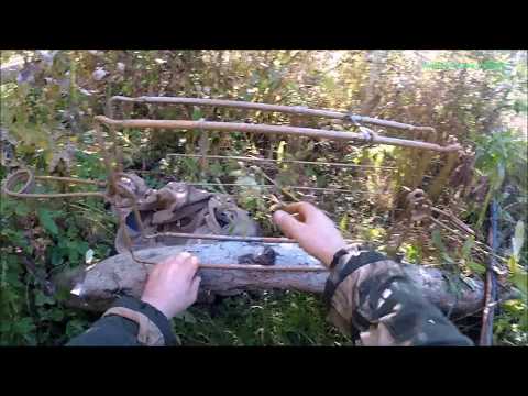 Видео: Охота на бобра.Эксперимент с  капканом КП 320х600 на охоте на бобра (Будни охотника и рыбака)