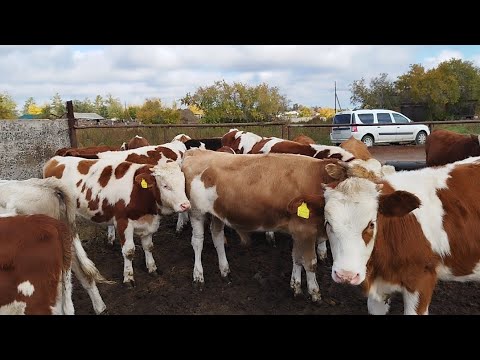 Видео: Симентал бұзаулары