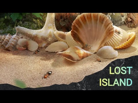 Видео: The Ants Underground Kingdom. Lost island. Заброшенный остров, инструкция по применению.