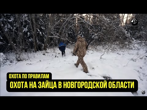 Видео: Охота на зайца в Новгородской области // Охота по правилам
