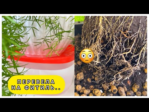 Видео: АСПАРАГУС ТЕПЕРЬ ТОЖЕ НА ФИТИЛЬНОМ ПОЛИВЕ!! Август 2024