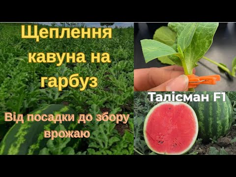 Видео: Щеплення кавуна на спец підщепу шинтоза.