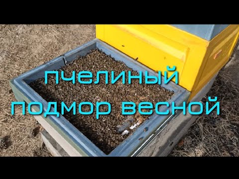Видео: ПЧЕЛИНЫЙ ПОДМОР. ВЕСЕННЯЯ ОЧИСТКА УЛЬЕВ ОТ ПОДМОРА. УЛЕЙ ППУ МЕДВЕДЬ НА ПАСЕКЕ МЕДВЕДЬ.