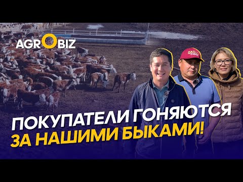 Видео: Акбасы по цене Ангусов: секреты содержания, откорм и привесы племенного скота