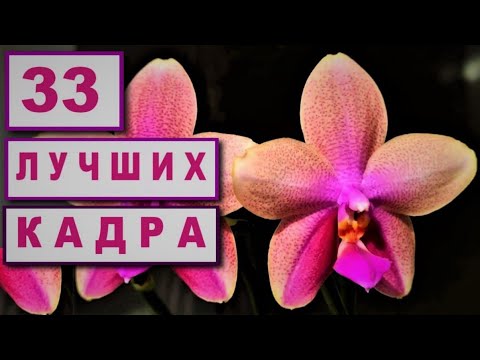 Видео: КРАСИВЕЙШИЕ КАДРЫ ЦВЕТЕНИЯ ОРХИДЕЙ В СЕНТЯБРЕ! ОБЗОР ЛУЧШИХ ЦВЕТЕНИЙ ОРХИДЕЙ НАЧАЛА ОСЕНИ! 33 КАДРА!