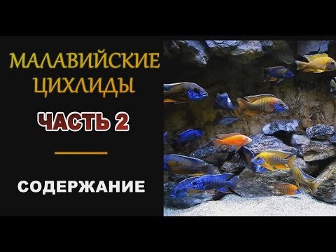 Видео: Малавийские цихлиды ЧАСТЬ 2 Содержание