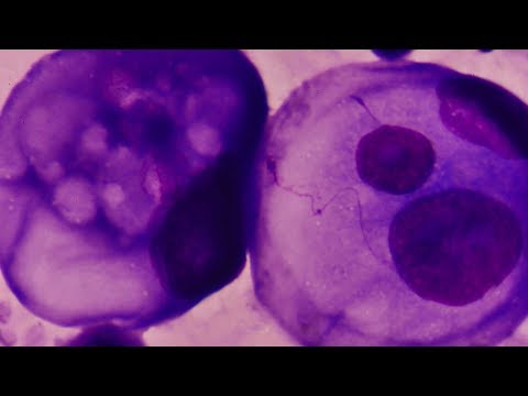 Видео: 3.2. Клеточная терапия и регенеративная медицина: исходные и сырьевые материалы