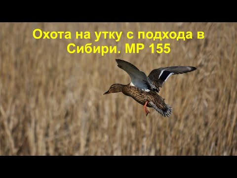 Видео: Охота на утку с подхода в Сибири. МР 155