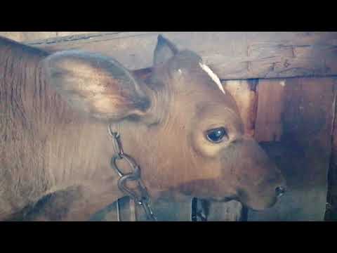 Видео: Как можно вылечить бельмо у бычка