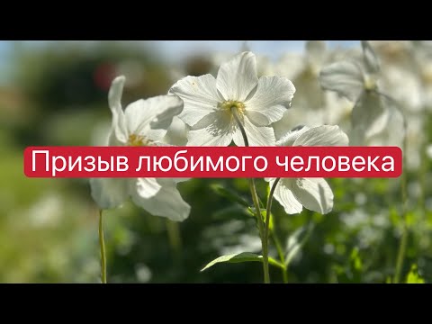 Видео: Любовь бежит от тех, кто гонится за нею, а тем, кто прочь бежит-кидается на шею ❤️‍🔥