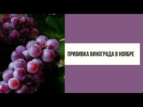 Видео: Как привить виноград в ноябре