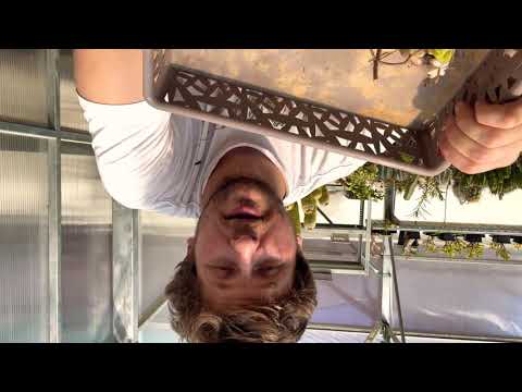 Видео: Размножение суккулентов черенками. Суккуленты из черенка и листа. Как быстро укоренить черенок.