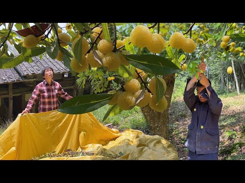 Видео: Встряхивая белую сливу, бабушке потребовалось более 60 дней, чтобы сделать белое сливовое вино