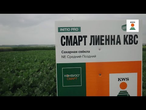 Видео: Обзор СМАРТ-гибридов сахарной свёклы KWS 2023