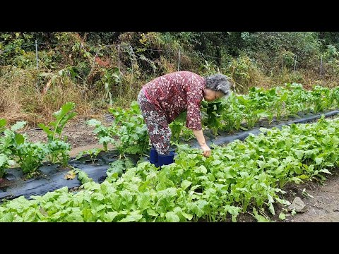 Видео: Осень в Корее: сбор и сушка листьев перца и приготовление блюд из картофеля