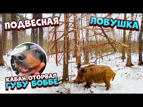 Видео: Подвесная ловушка на кабана [Часть-5] Кабан оторвал боббе губу