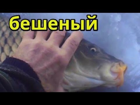 Видео: Ловим карпа зимой. Сезон 2023 -2024г. декабрь.